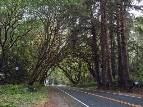 In the Redwood forests, a tunnel through the trees